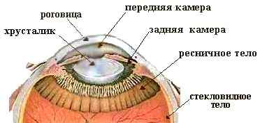 Передняя камера глаза где находится фото у человека капать капли нельзя